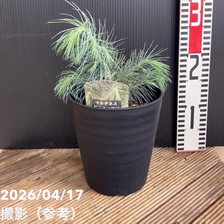 マルチネスピニョンマツ 5号｜花木04-PA