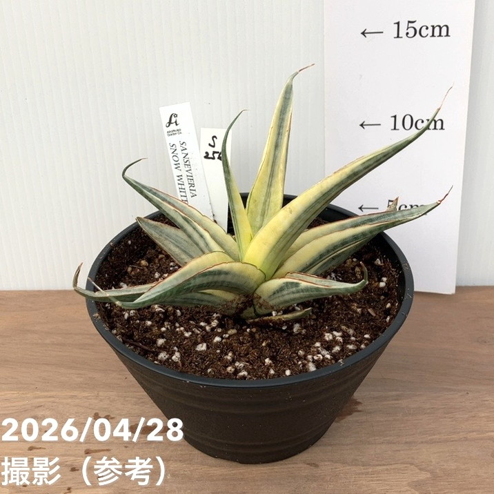 [今季注目 ] MJPKYYNJCWU (MJPKYYNJCWU)