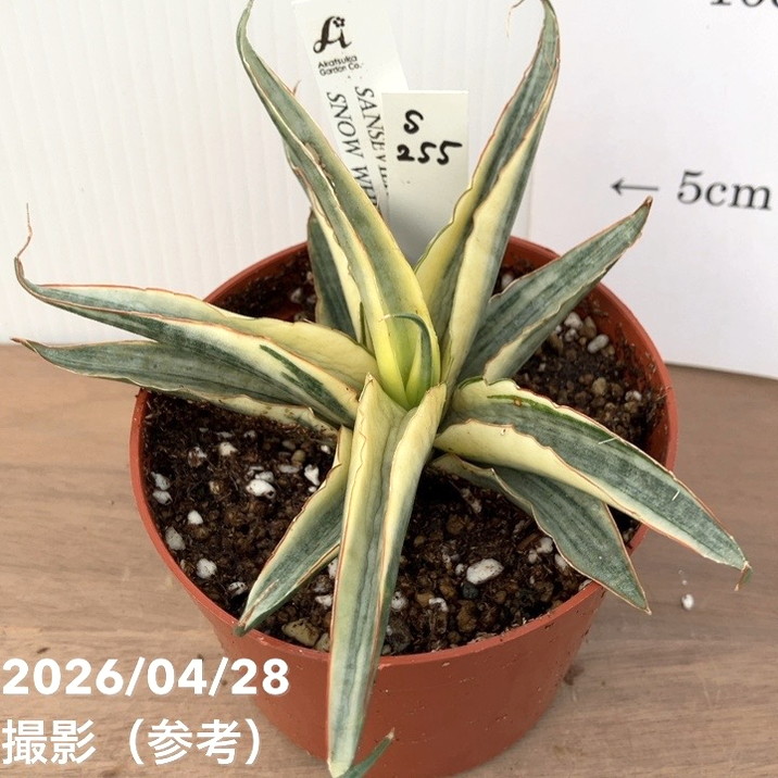[圧倒的人気 最短翌日お届け ] MSDDC0QJ7U9 (MSDDC0QJ7U9)