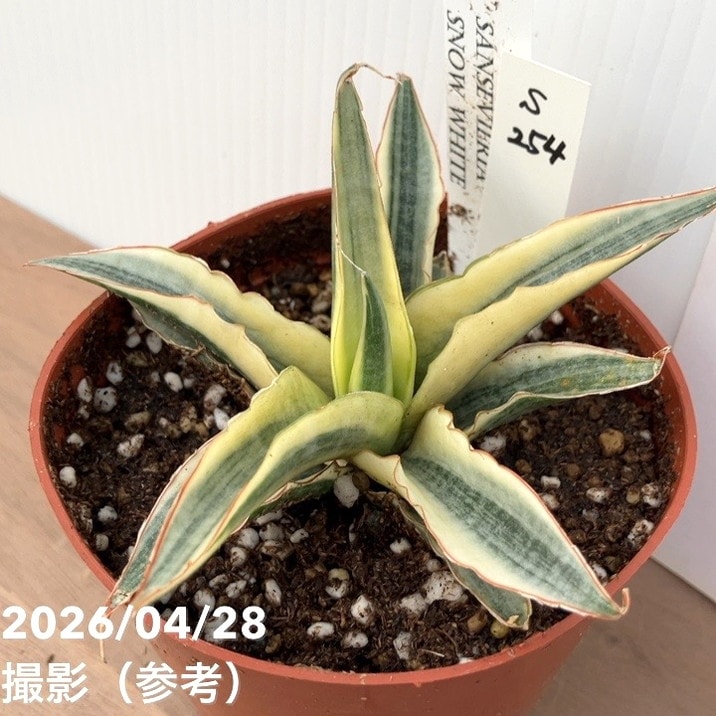 売れ筋 あす楽対応  【MDTXQZSMO8M】 限定デザイン