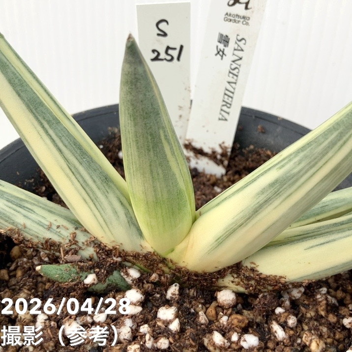 [大人気 ] MTQQ7XUKL62 (MTQQ7XUKL62)