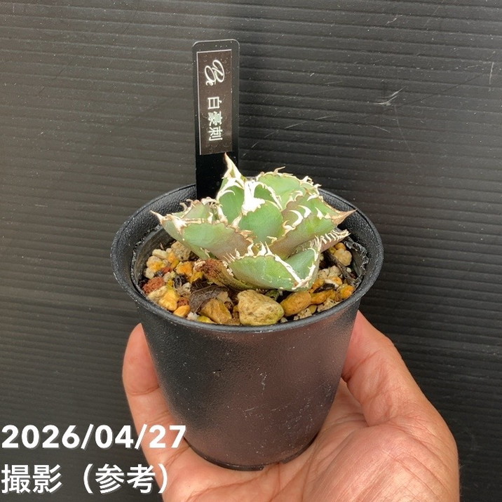 【65周年不死化P11倍】アガベ 2.5号 白豪刺｜観葉10-TU