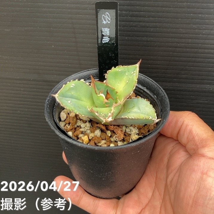 【65周年不死化P11倍】アガベ 2.5号 鰐亀 わにがめ｜観葉10-TU