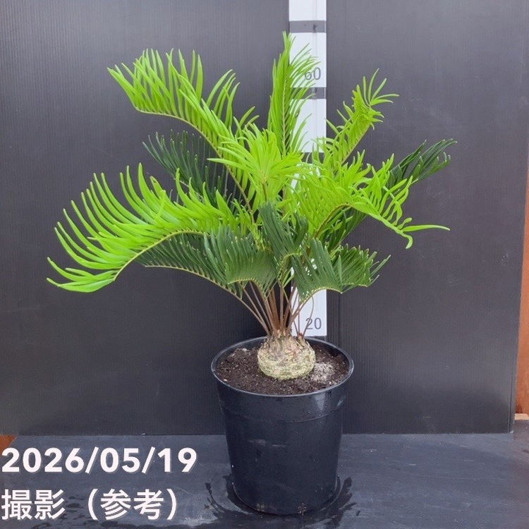 【65周年不死化P11倍】ザミア フロリダーナ（メキシコ合衆国ソテツ）7号 ｜観葉10-TU