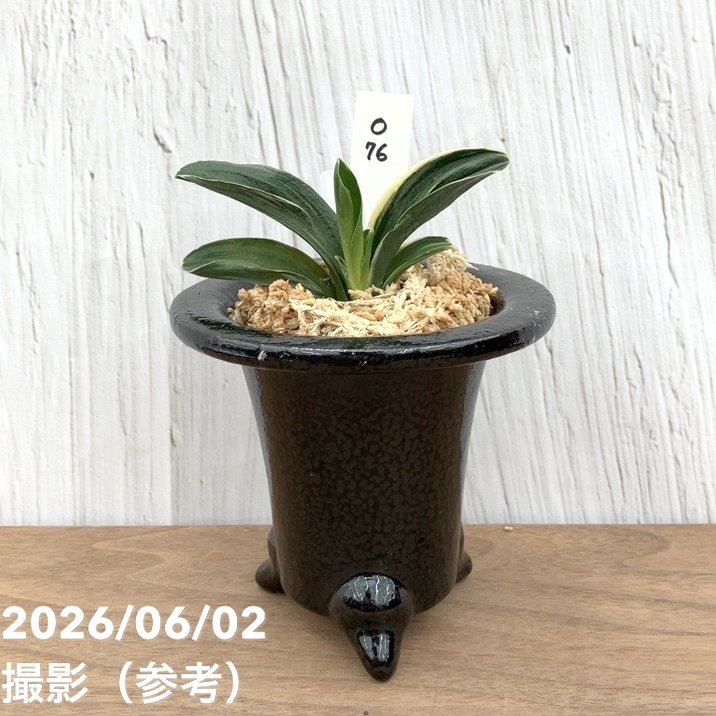 【65周年不死化P11倍】【現品お届け】豊明園 万年青 オモト お多福（おたふく）黒鉢（O76）｜観葉10-TU