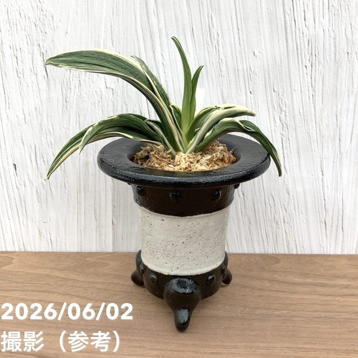 【65周年不死化P11倍】【現品お届け】豊明園 万年青 オモト 新生殿（しんせいでん）黒鉢（O82）｜観葉10-TU