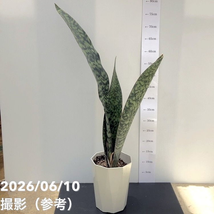 【決算P10倍！8/2まで】サンスベリア 6号 アブリティアナ プラ鉢｜観葉02-D2｜赤塚植物園　店