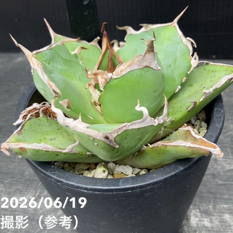 【決算P5倍!8/2まで】アガベ 3.5号 狂戦士|観葉04-PA|赤塚植物園 店