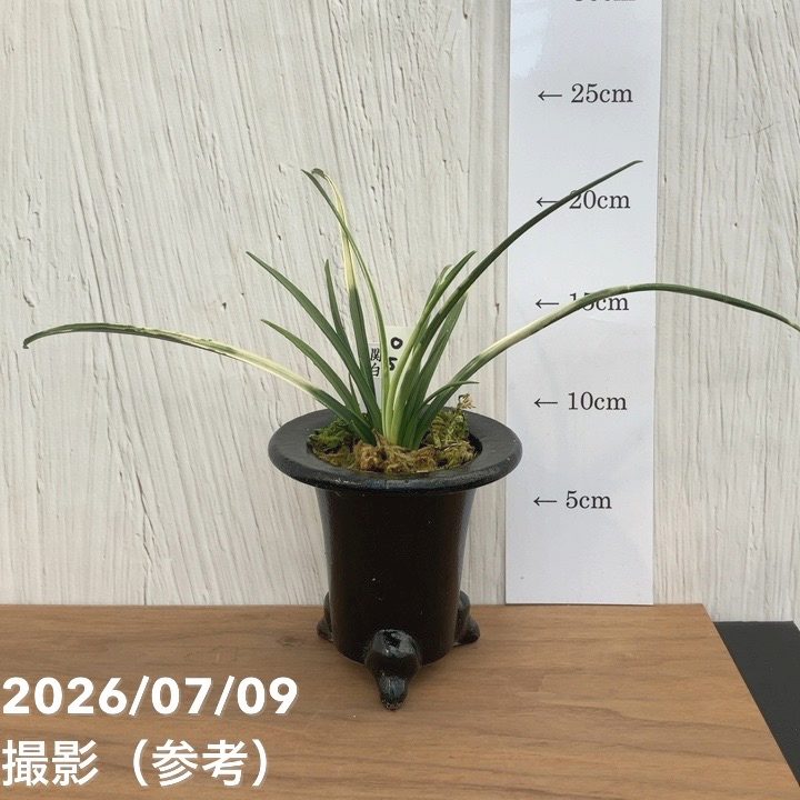 【決算P10倍！8/2まで】【現品お届け】豊明園 万年青 オモト 関白 陶器鉢（O51）｜観葉10-TU｜赤塚植物園　店