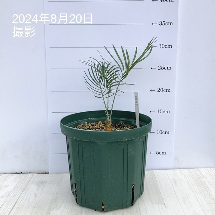 A スーパーブルー サイカス カイルンシアナ スペシャル株 赤肌 丸々 オススメ A スーパーブルー サイカス カイルンシアナ スペシャル株 赤肌