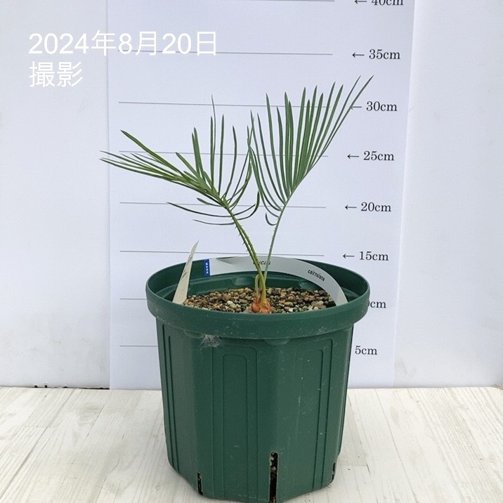 楽天市場】【現品発送】ソテツ サイカス カイルンシアナ ブルー