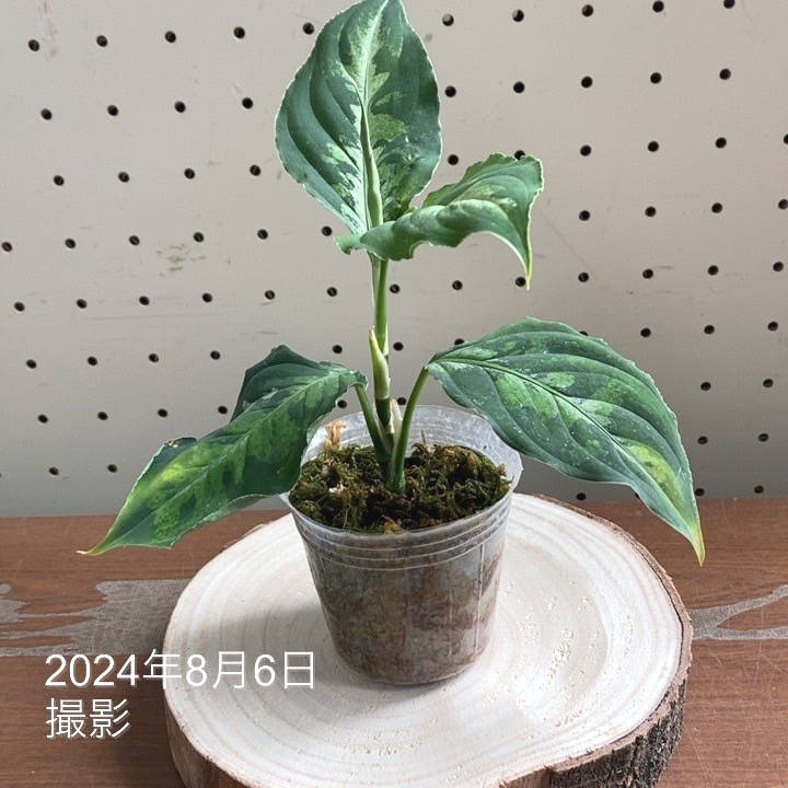 楽天市場】【現品お届け】アグラオネマ ピクタムトリカラーワイド Aglaonema pictum tricolor Wide  2.5号ポット（2）｜観葉04-PA : 赤塚植物園 楽天市場店