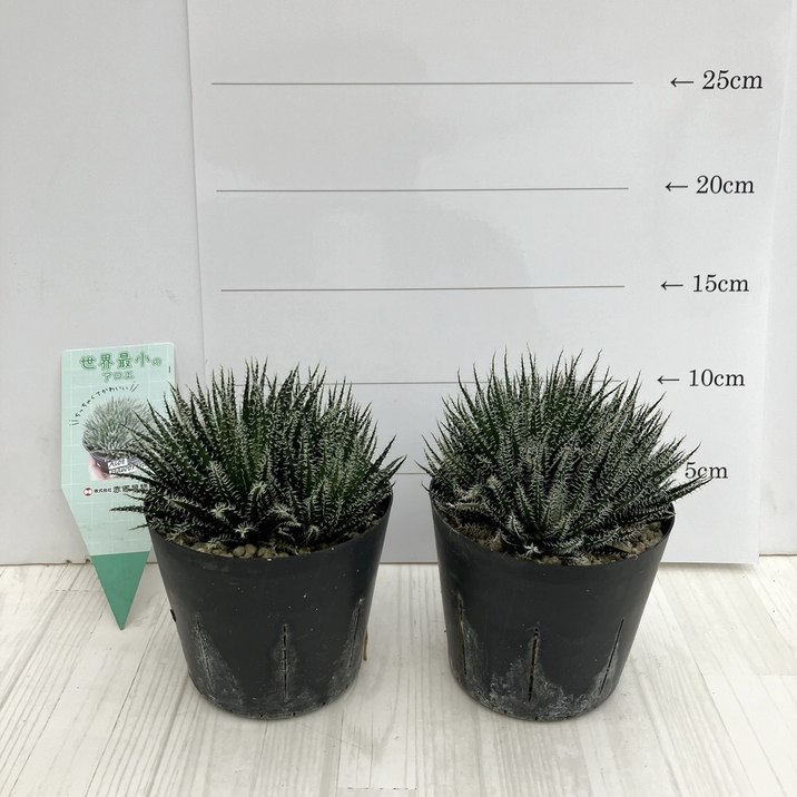 楽天市場】ハイブリッド アロエ 3号サイズ 鉢植え 多肉植物 タニク