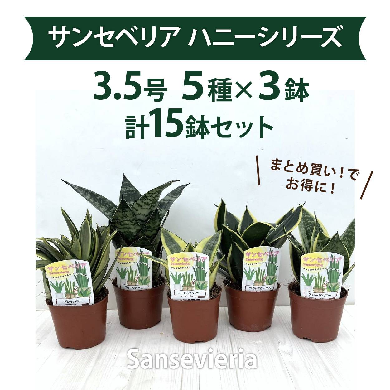 楽天市場】サンスベリア 3号 チャニン Chanin（子株）生産鉢仕様