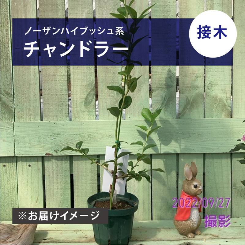 チャンドラーよりもっと大きい超巨大果ブルーベリー苗木【選抜個体＃17-1】　おそらく世界一の安定した大きさ！ チャンドラーよりもっと大きい超巨大果ブルーベリー苗木#0５