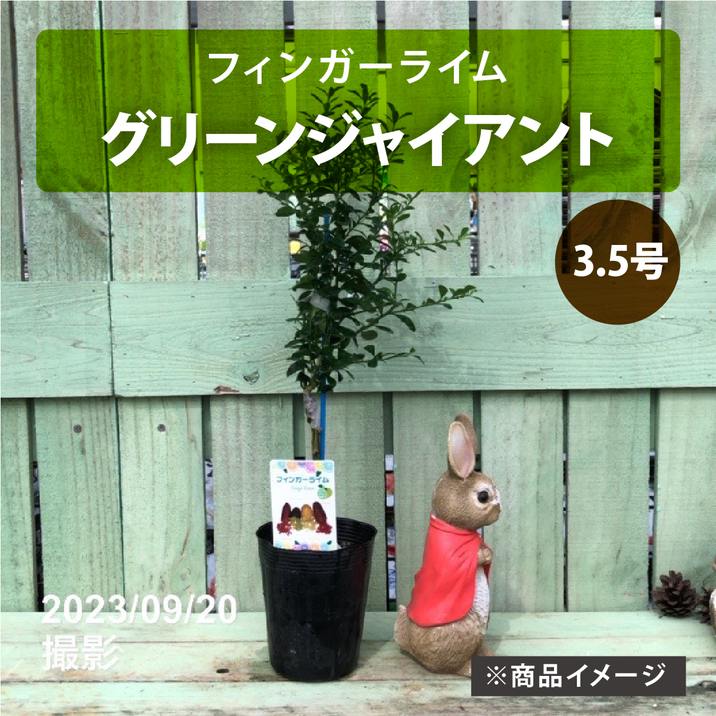 4年生　フィンガーライム接木苗／樹高80cm チョコレートリモネット 4年生 フィンガーライム接木苗／樹高80cm チョコレートリモネット 4