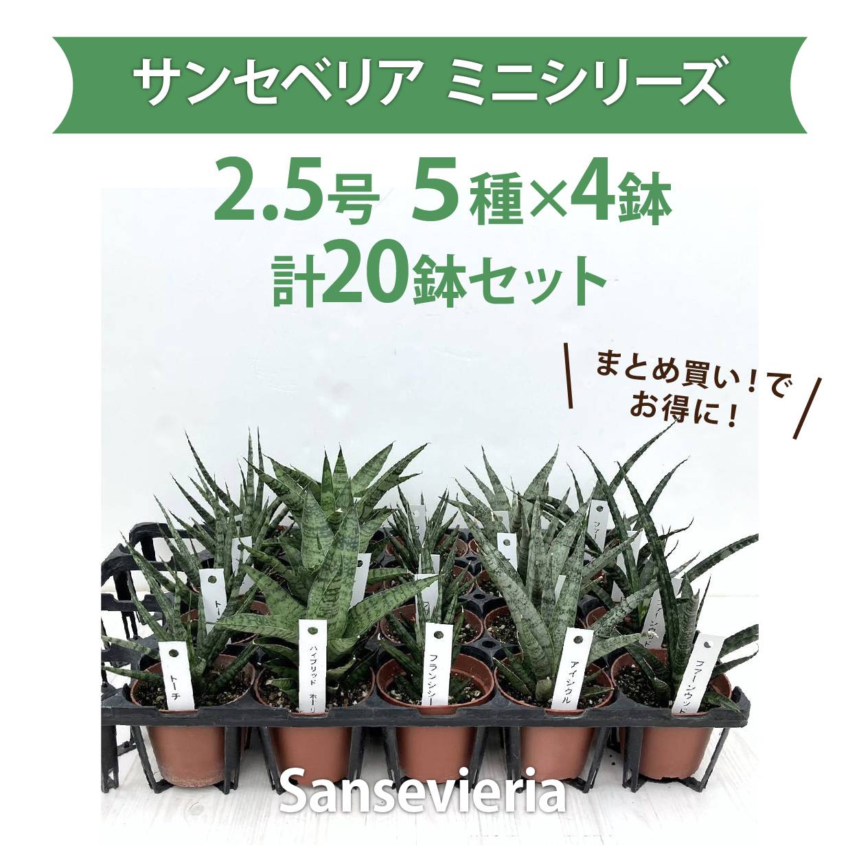 【まとめ買い！】サンスベリア 2.5号 ミニシリーズ 5種×各4鉢セット｜観葉02-D2