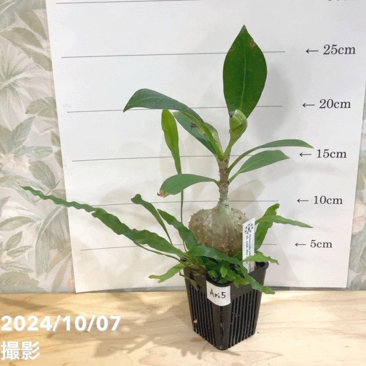 楽天市場】【現品お届け】アリ植物 ミルメコディア Myrmecodia rouffaerensis（nomen nudum）Southern  Nabire, Central Papua 2.5号（Ari6）｜観葉04-PA : 赤塚植物園 楽天市場店