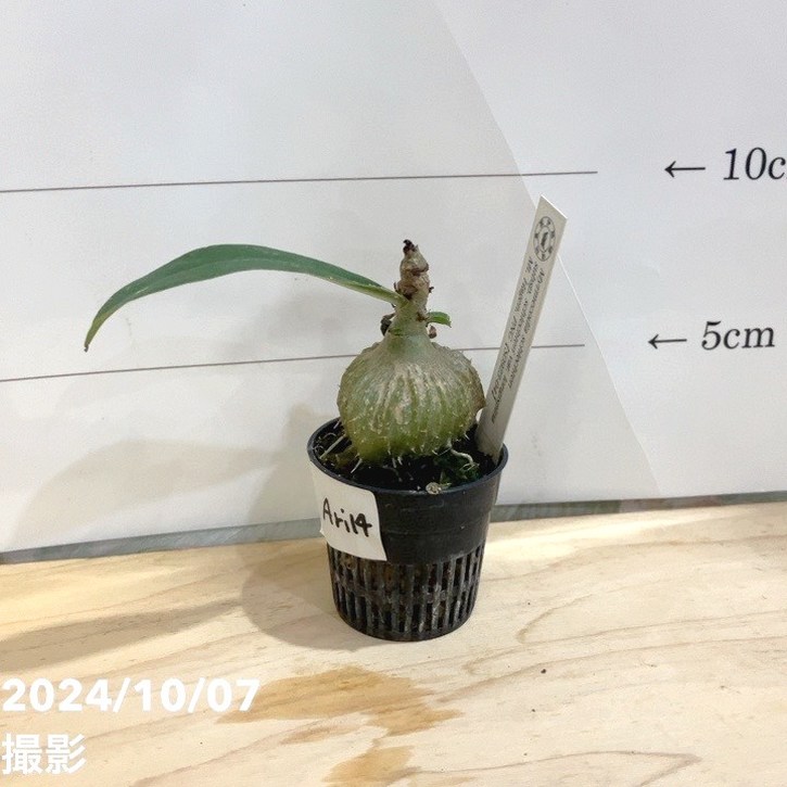 楽天市場】【現品お届け】アリ植物 ミルメコディア Myrmecodia rouffaerensis（nomen nudum）Southern  Nabire, Central Papua 2.5号（Ari6）｜観葉04-PA : 赤塚植物園 楽天市場店