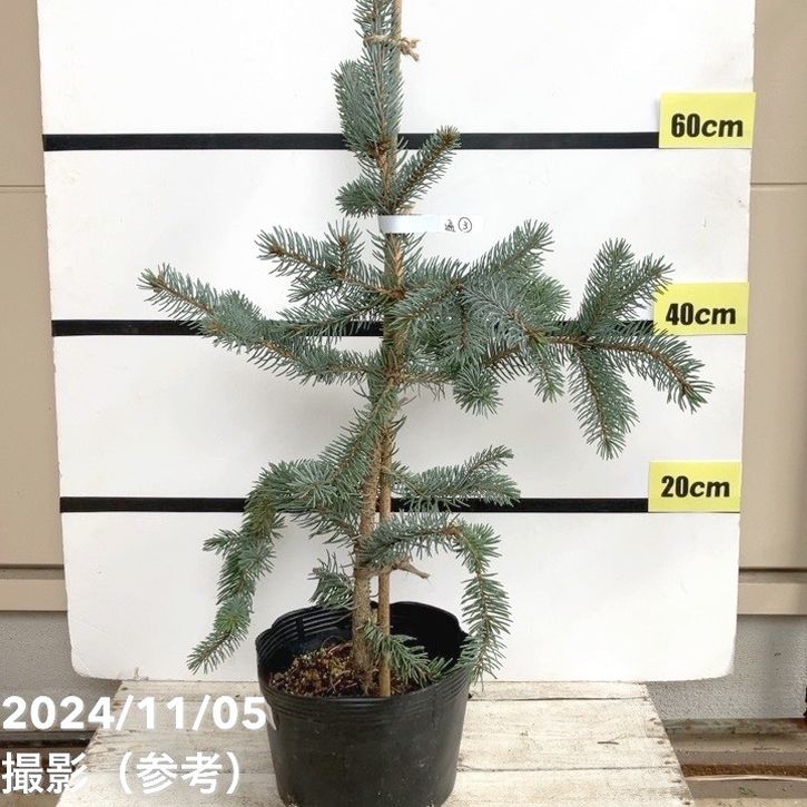 楽天市場】ピセアプンゲンス ホプシー7号サイズ 観葉植物 高さ