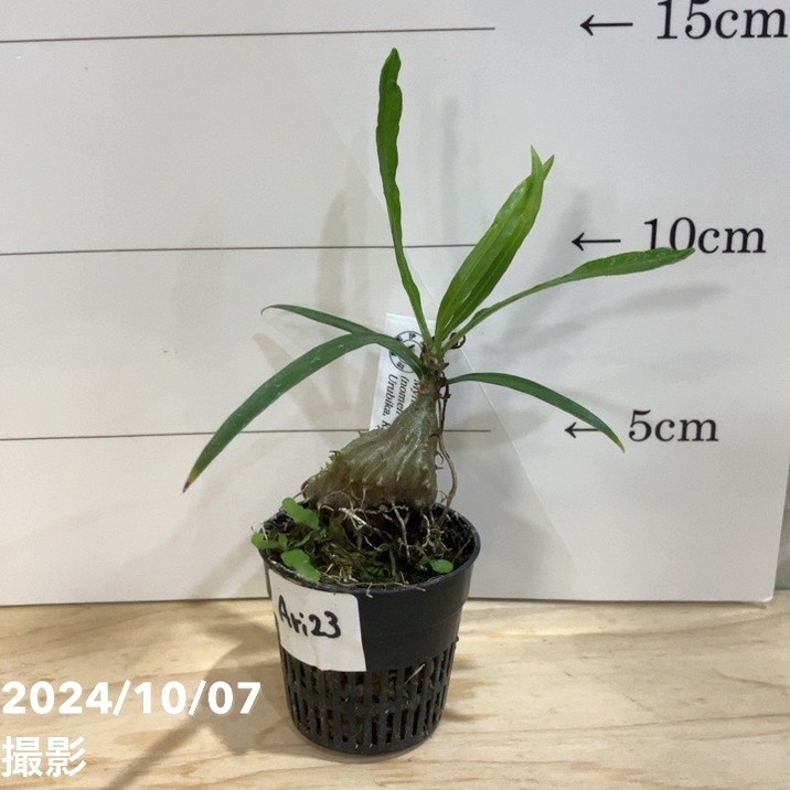 楽天市場】【現品お届け】アリ植物 ミルメコディア Myrmecodia rouffaerensis（nomen nudum）Southern  Nabire, Central Papua 2.5号（Ari6）｜観葉04-PA : 赤塚植物園 楽天市場店