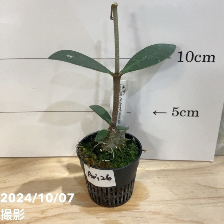 楽天市場】【現品お届け】アリ植物 ヒドノフィツム Hydnophytum sp.（ameba tuber）West Papua［S0319-03］2.5号（Ari8）｜観葉04-PA  : 赤塚植物園 楽天市場店