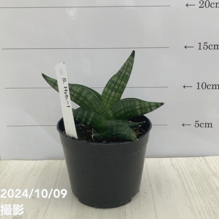 楽天市場】サンスベリア 4号 フィッシャリー 白陶器鉢植え｜観葉02-D2