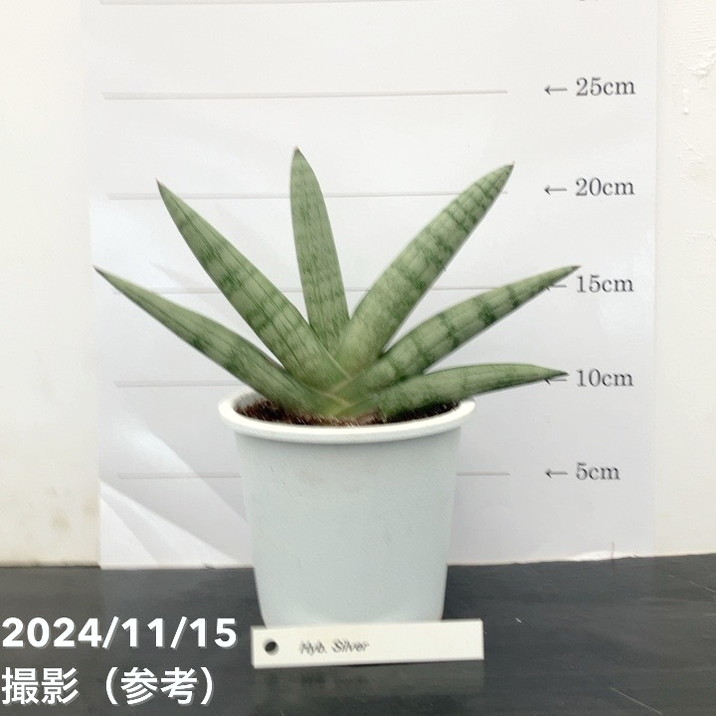 楽天市場】サンスベリア 4号 タワーブルー（子株）｜観葉02-D2 : 赤塚