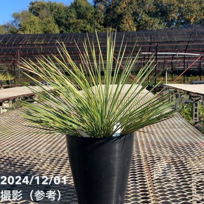 楽天市場】ユッカ 6号 シルバーアニバーサリー（Yucca Silver Anniversary）｜花木01-D1 : 赤塚植物園 楽天市場店