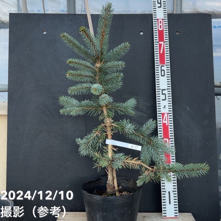 楽天市場】ピセアプンゲンス ホプシー7号サイズ 観葉植物 高さ