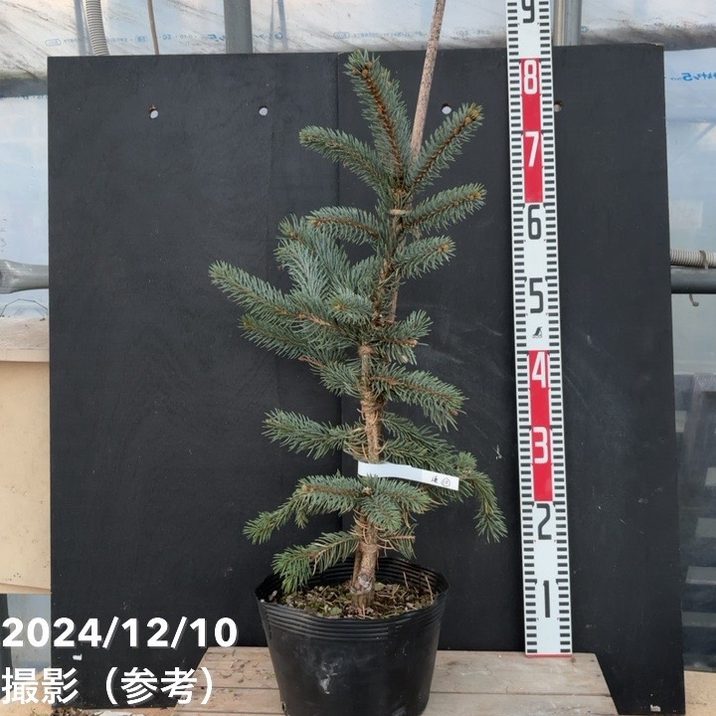 J*t様 プンゲンストウヒホプシー8号③ 楽天市場】【現品発送】ピセア・プンゲンストーヒ ホプシー 苗木