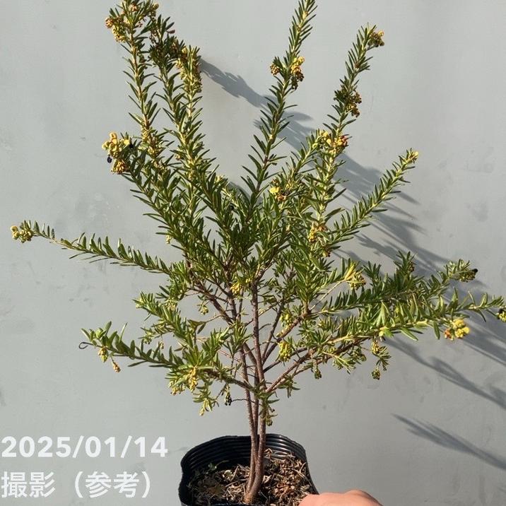 楽天市場】グレビレア プーリンダロイヤルマントル 7号樹高1.2m前後