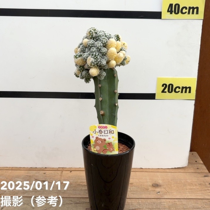 楽天市場】caサボテン 小春日和 登録品種 送料無料 4号鉢