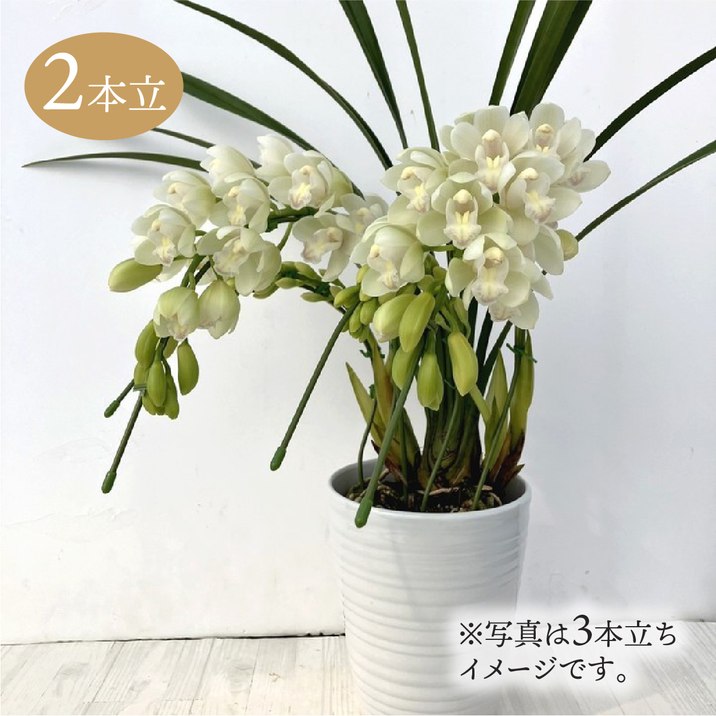 楽天市場】テーブルシンビジューム オレンジ系 2本立アーチ ミルク