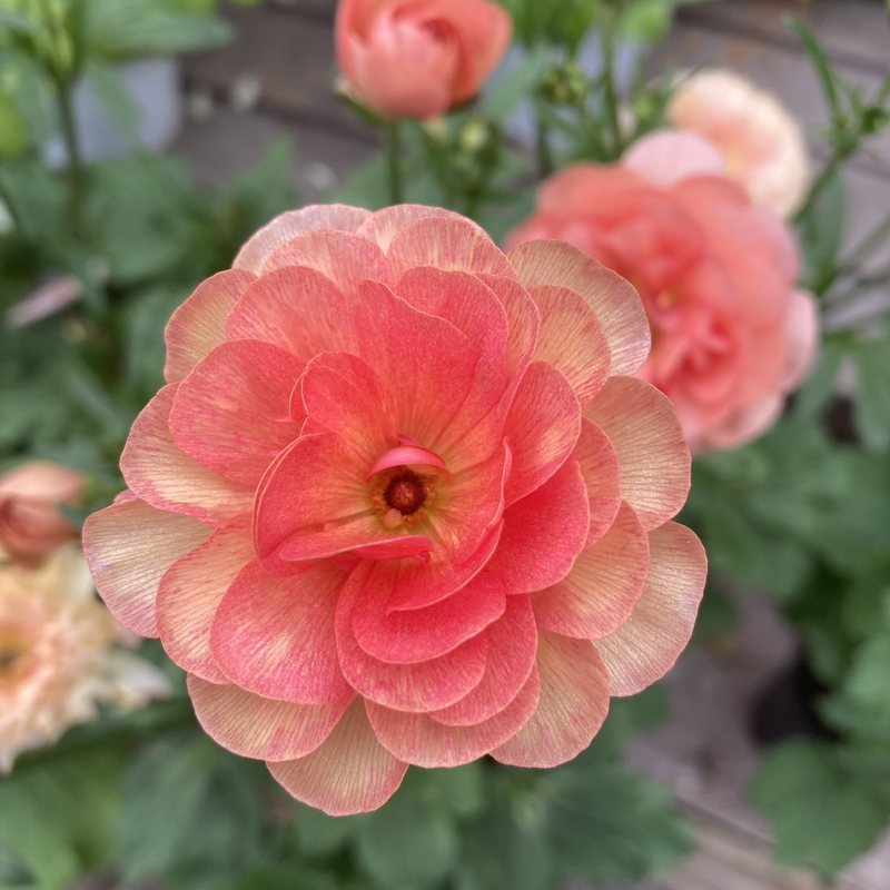 ラナンキュラス　ラックス　9鉢セット 楽天市場】ラナンキュラス ラックス おまかせ4鉢セット 4.5号鉢 今期