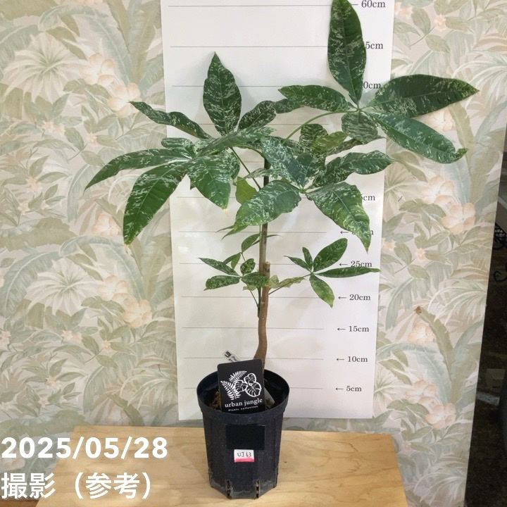 【現品】国内実生株！！斑入りパキラ　パキラ　ミルキーウェイ　７号鉢　Ａ7番 現品】国内実生株！！斑入りパキラ パキラ ミルキーウェイ 7号