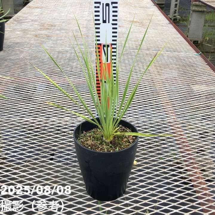 ユッカ　リギダ　【24-495】 楽天市場】ユッカ リギダ : おぎはら植物園