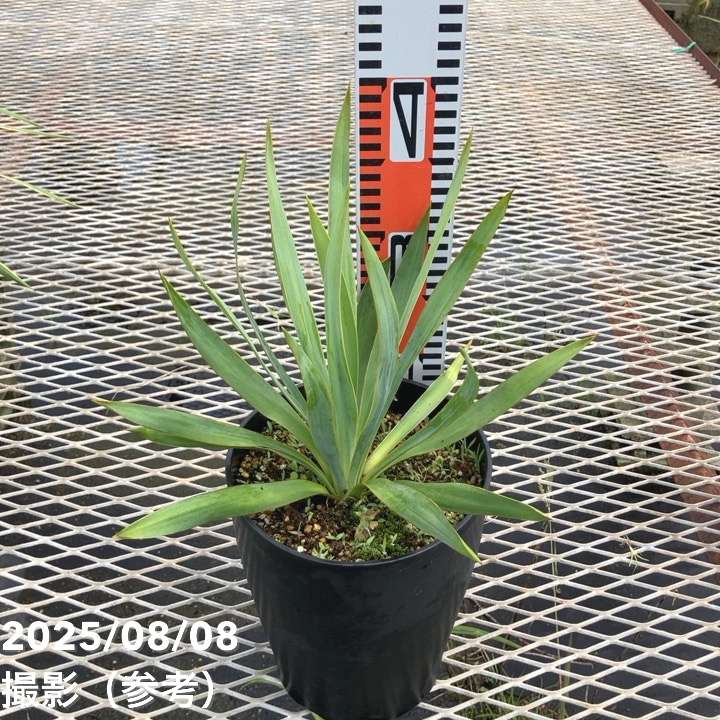 【期間限定SALE‼️ 〜9/15迄】超特大❗️ユッカ　グロリオサ　バリエガータ 楽天市場】【大感謝祭！全商品エントリーでP5倍】ユッカ