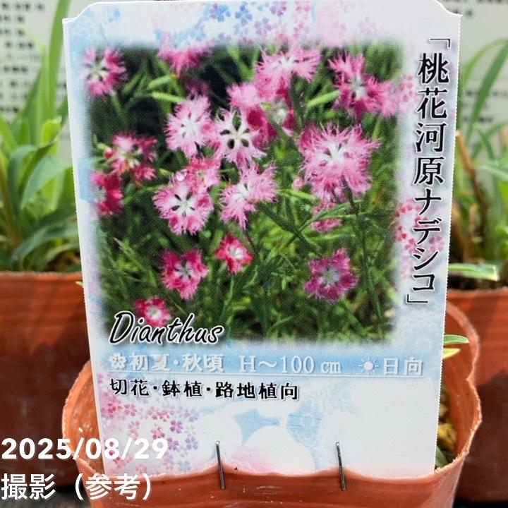 楽天市場】ナデシコ ミーティア ピンクローズ カワラナデシコ 河原撫子