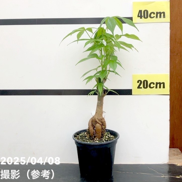 楽天市場】【現品・現物】トックリキワタ（徳利木綿）「南米ざく