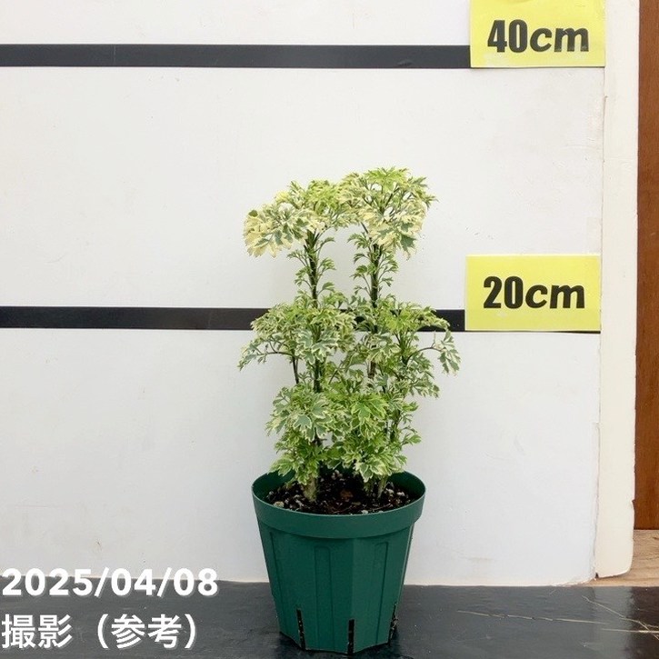 光触媒 人工観葉植物 ウォールグリーン フェイク フラワー ポリシャス