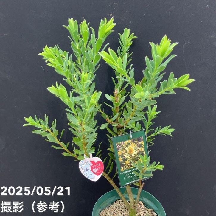 楽天市場】【現品お届け】リューカデンドロン デュリフ 7号