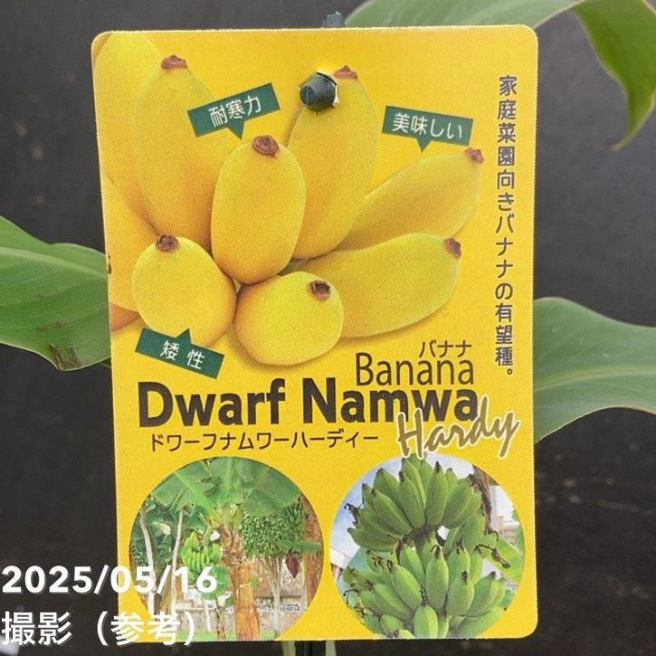 125cmモンスター苗◆ドワーフナムワ　黄輝バナナ★低木食味最高・耐寒◆バナナ苗 楽天市場】予約販売 バナナ ドワーフナムワーハーディー 苗 12cm