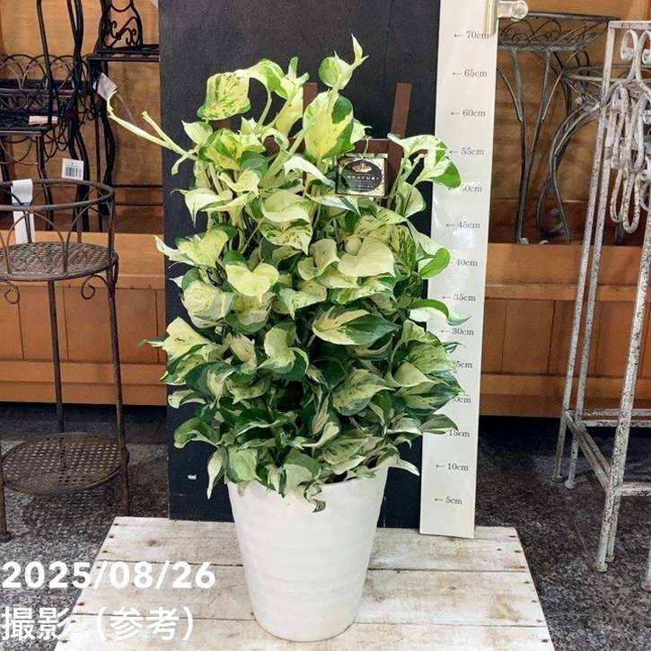 ［現品］【希少】20番　♡おすすめ♡ ポトス　ステータス　7号　観葉植物　レア 現品］【希少】20番 ♡おすすめ♡ ポトス ステータス 7号 観葉植物 レア