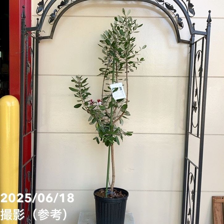 フェイジョア　トライアンフ ④ フェイジョア「トライアンフ」 4.5号ポット 接木苗 果樹 苗 園芸 花