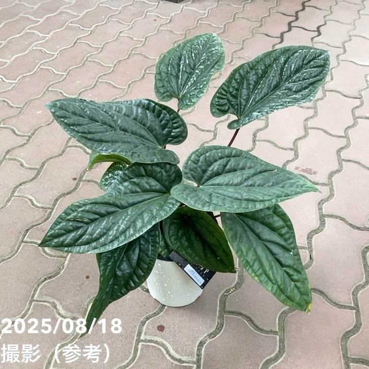 アンスリウム　キングオブスペード 7株set 楽天市場】【現品お届け】アンスリウム キングオブスペード King of