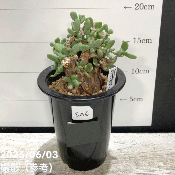 楽天市場】コーデックス：ケラリア ピグマエア 大株*葉幅10cm