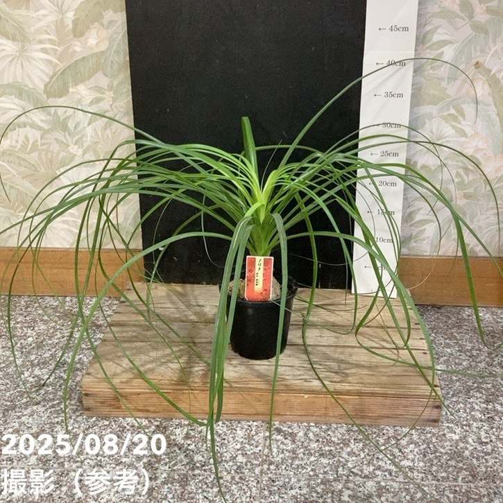 楽天市場】【現品発送】トックリラン（ポニーテール） 8号フレグラー