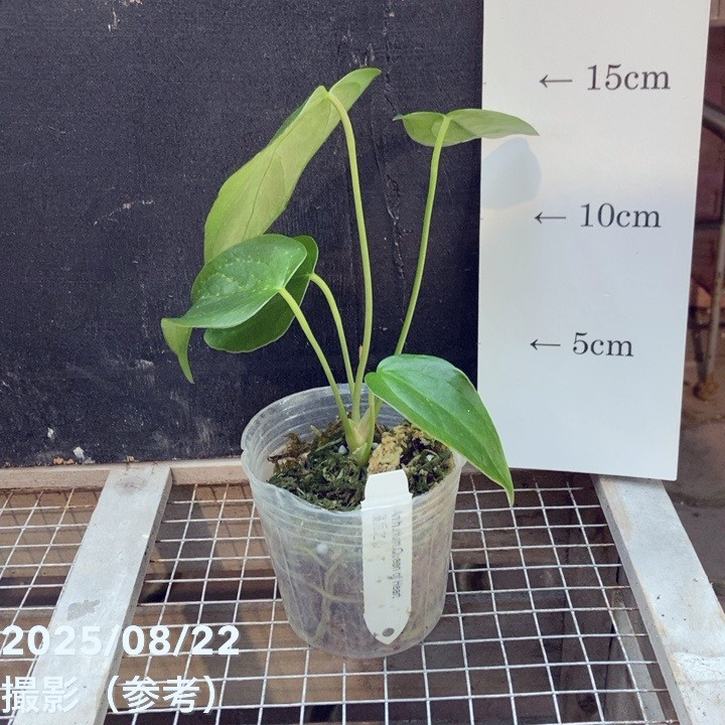 楽天市場】【現品お届け】アンスリウム キングオブスペード King of