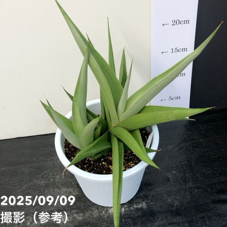 楽天市場】サンスベリア 3号 チャニン Chanin（子株）生産鉢仕様